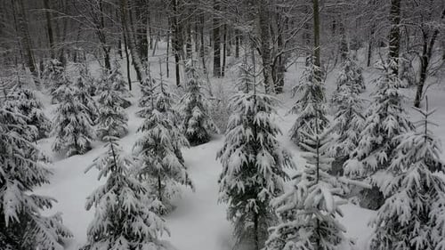 Flying above snow covered trees in winter forest. Shot from drone.