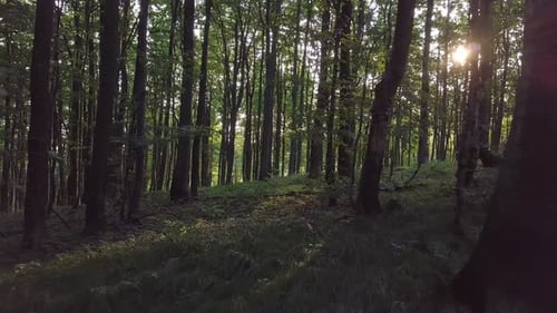 Forêt au soleil du matin