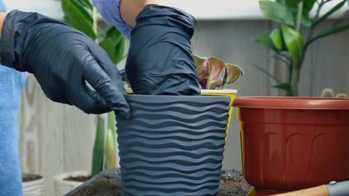 Woman Repotting Indoor Plant at Home