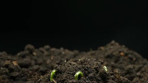 Plant Grow
