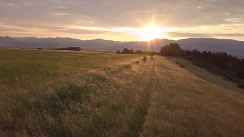 Goldener Sonnenuntergang über Wiese