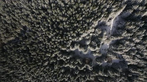 Aerial Top View of Snow Covered Trees, Flyover Bavarian Forest National Park