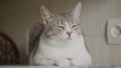 Sleepy White American Shorthaired Cat Closing Her Eyes and Moving Her Ears While Taking a Nap