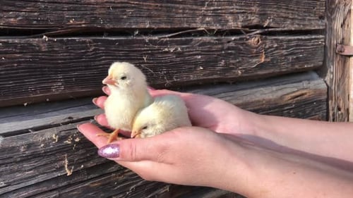 Fluffy Yellow Chick In Female Palms. Against The Background Of The Logs Of The Old Barn. Close Up.