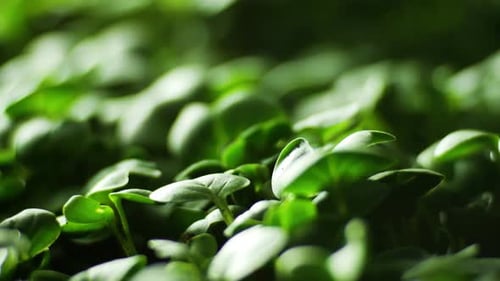 Keimung der Sprossen