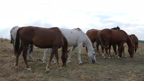 Horses graze together on a rural pasture