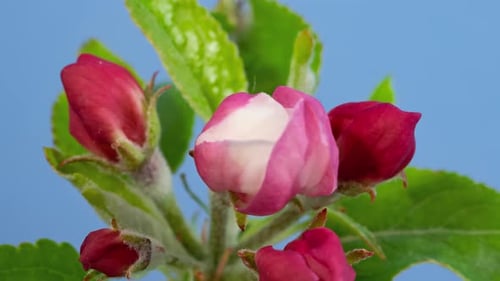 Apple Tree Blossom Macro Timelapse on Blue