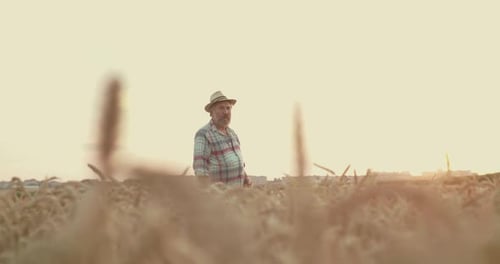 Farmer Looking Around in Field the Camera Blurs and Wheat Ears Appear