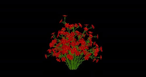 Animated Red Flowers Blooming Growth