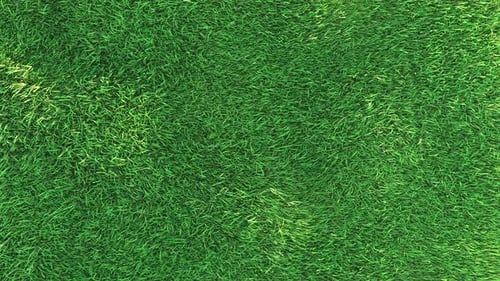 Waving Grass in The Soft Wind Loop 4K