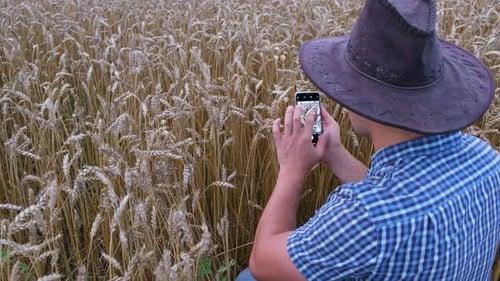 Farmer with a Smartphone in His Hands Takes Pictures of Ears of Wheat on a Background of Wheat Field