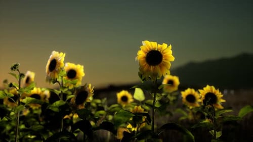 Sunflower Field on a Warm Summer Evening