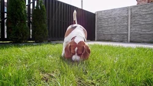 Beagle Sniffing Around on Green Grass Lawn