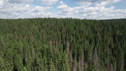 Luftaufnahme des Sommerwaldes in Russland Herbst Woodland Luftaufnahme