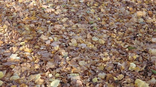 Brown Autumn Leaves Covering the Ground