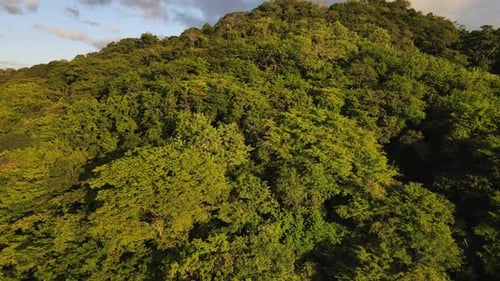 4k aerial video of drone filming leafy jungle while flying straight back and off into the distance.