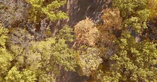 Aerial View of Colorful Autumnal Forest Canopy