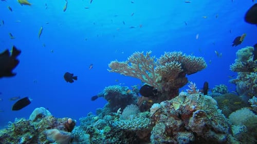 Underwater Beautiful Scene