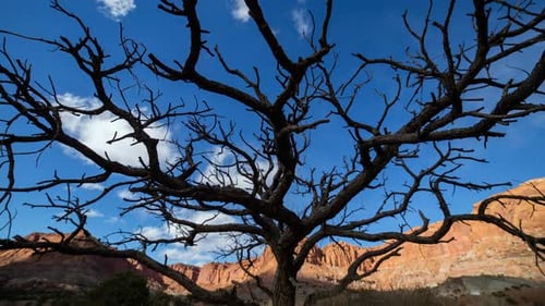 Time lapse of twisting tree in desert landscape
