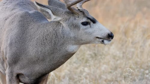 A herd of deer grazing in the Rocky Mountain National Park