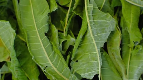 Rotating Pile of Jasmine Green Tea Macro Video