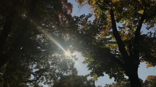 Beautiful autumn forest scene 4K 2160p 30fps UltraHD footage - Sun through the tree branches 3840X21
