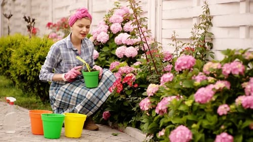 Woman gardening hydrangeas in her springtime flower garden