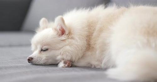 Cute White Dog Sleeping Peacefully Indoors