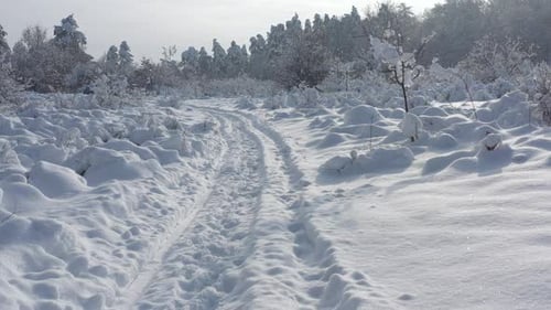 Winter morning in the woods 4K drone video
