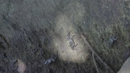 Crabs On Rock