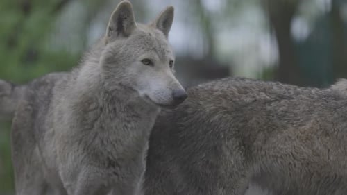 Portrait of a Grey Wolf Canis Lupus in Summer Forest