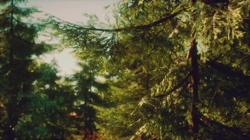 Green Cone Trees in Bright Sun Light