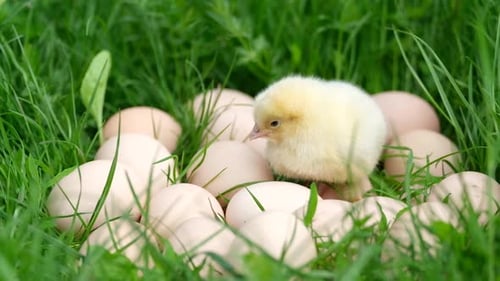 Süßes lustiges kleines Huhn mit Eiern auf einem grünen Rasen