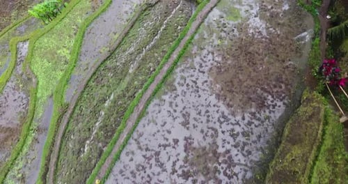 Incredible aerial top down footage of the rice terraces in Bali.