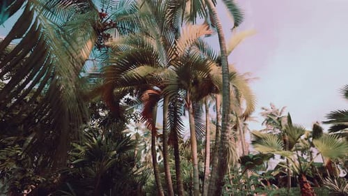 Tropical Palm Trees Swaying Gently in Lush Nature