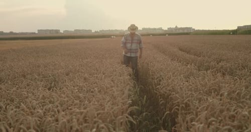 Senior Farmer Walking To Camera on Field of Ripe Wheat at Sunset
