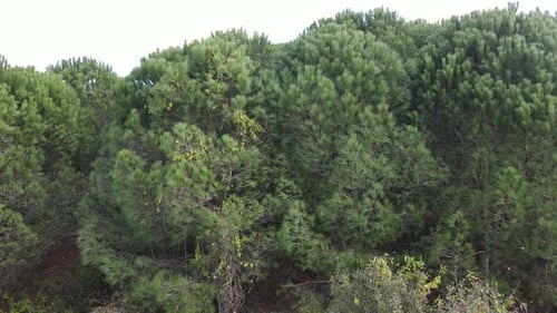 Forest Trees