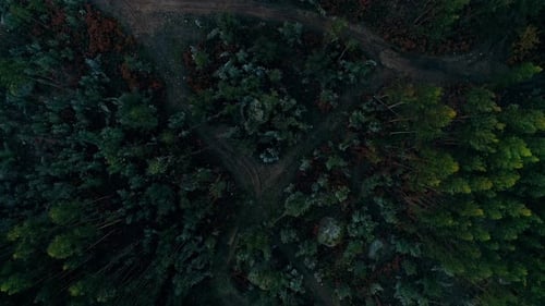 Forest Top View