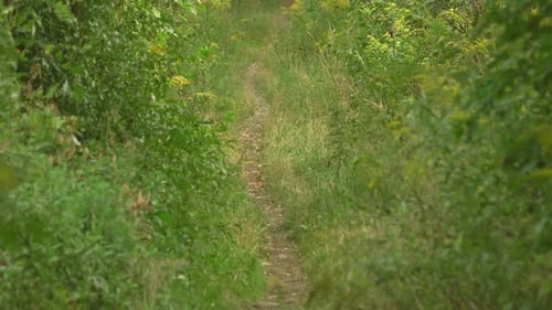Path through verdant forest, tranquil nature scene