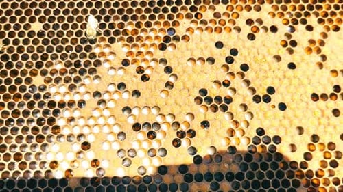 Bees On Honeycomb in Bee Hive