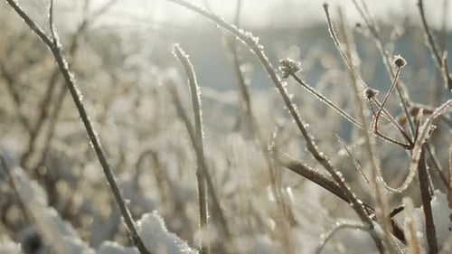 Snow And Frost Covered Plants Under Sunlight