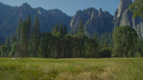 Waldbäume und Granitklippen im Yosemite Park an einem sonnigen Tag