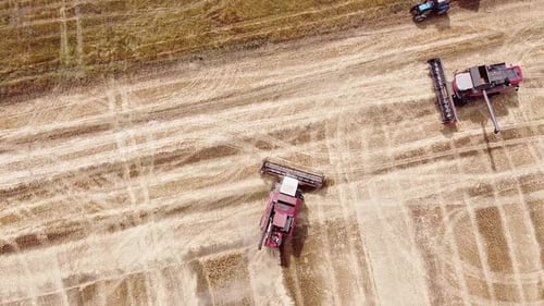 Aerial View. Two Combine Harvesters and a Tractor with Trailer Working on Field During Wheat Harvest