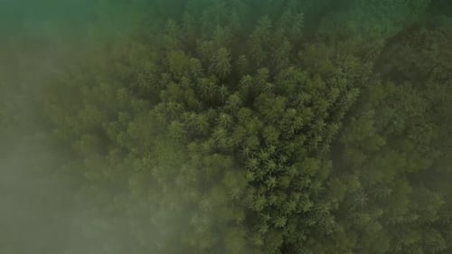 Mystic and Foggy Drone Flight Over the Rainforest in Mountain