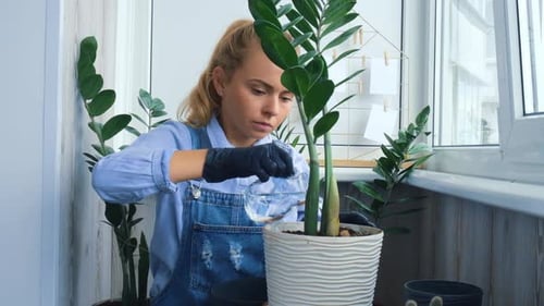 Woman Watering Houseplant in Bright Home