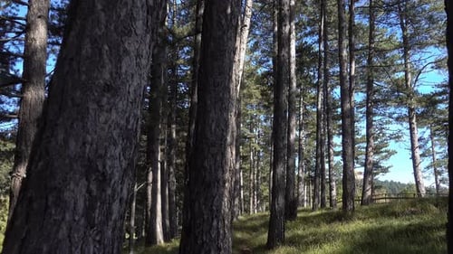 Walking In The Forest