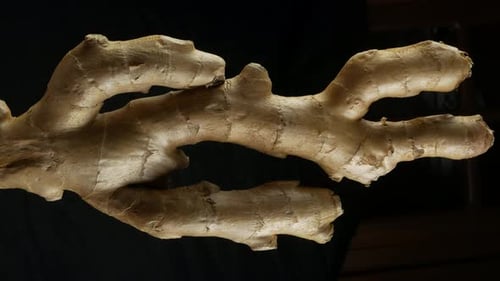 Fresh ginger root or rhizome