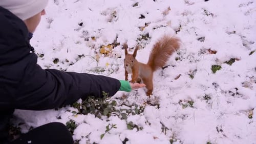 Person Feeding Squirrel in Snowy Winter Park