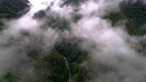 forest forest covered with fog, and valley