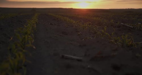 Maissprossen bei Sonnenuntergang. Junge Shoots